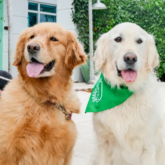 Two golden retrievers, one wearing a Mint Eco green bandana